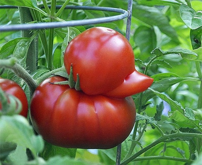 помідорне каченя