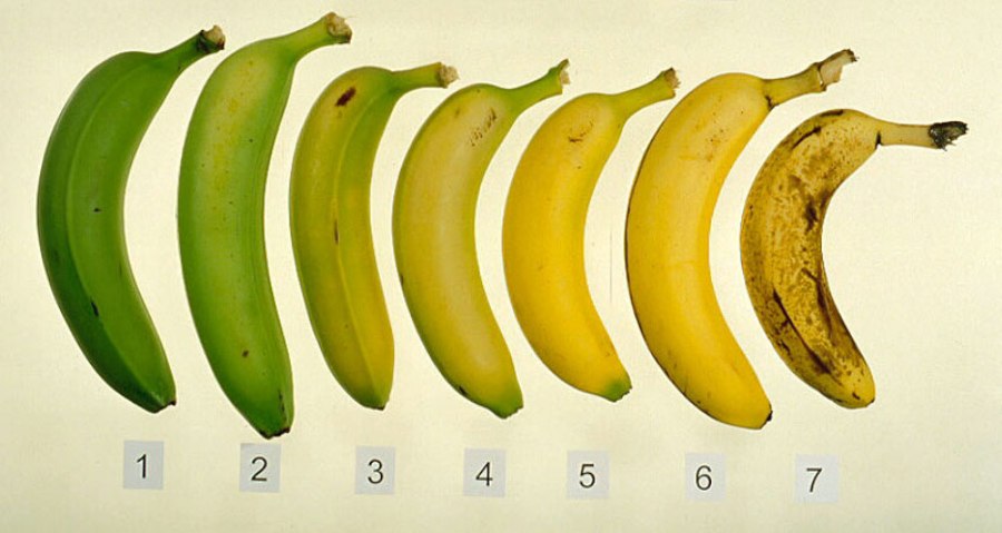 stadii-coacere-banana1