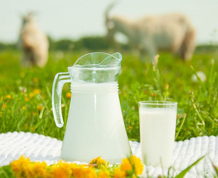 Переваги козячого молока